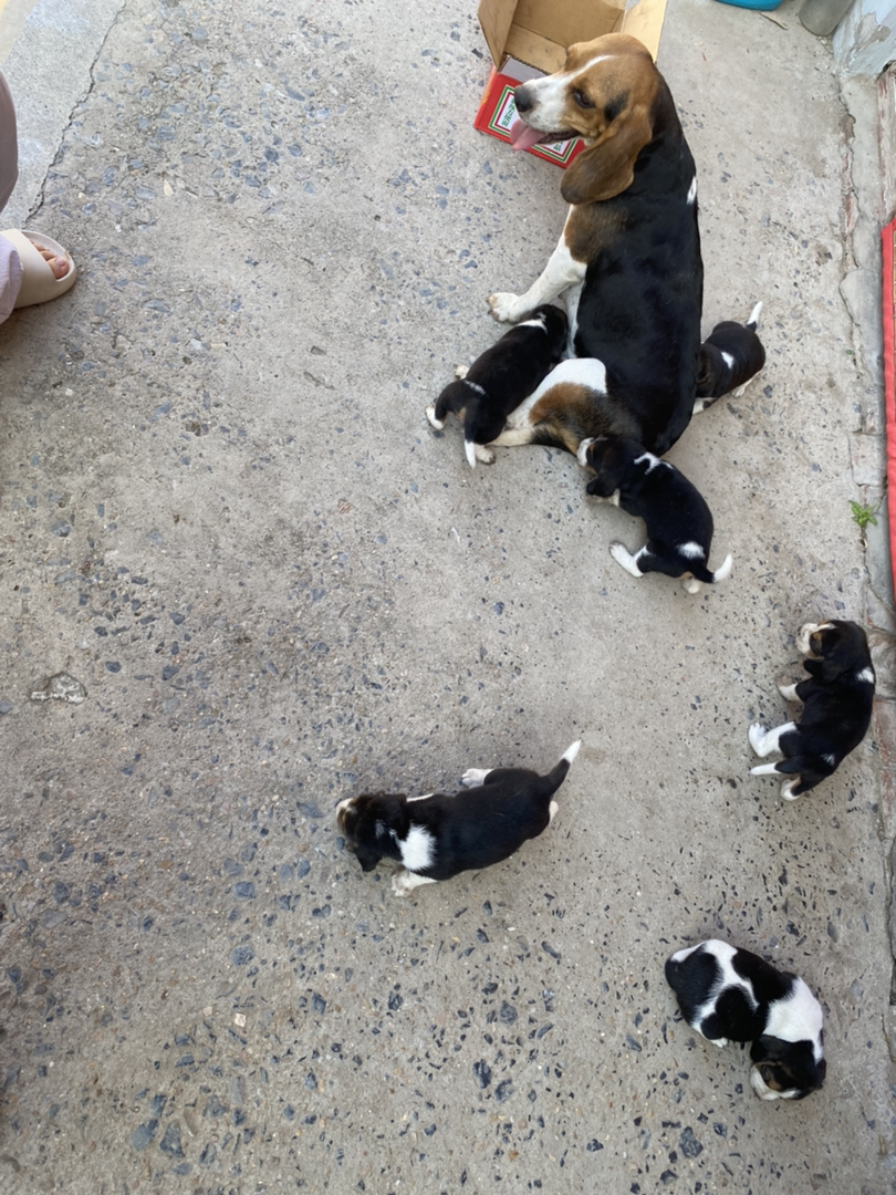 比格犬公母都有