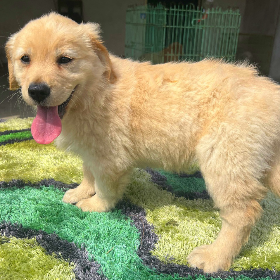 金毛幼犬,运费自理。