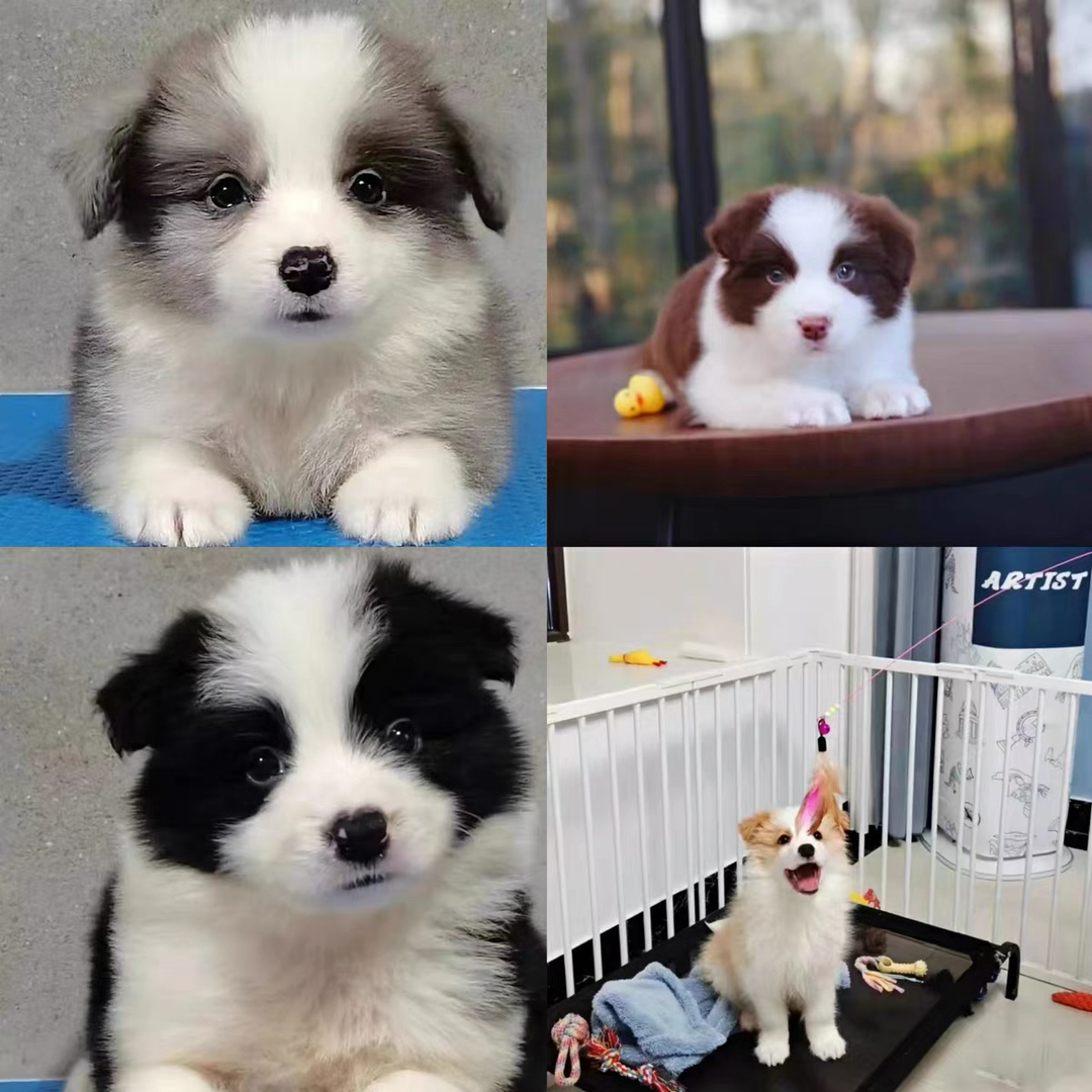 双血统边境牧羊犬❤️平台推荐