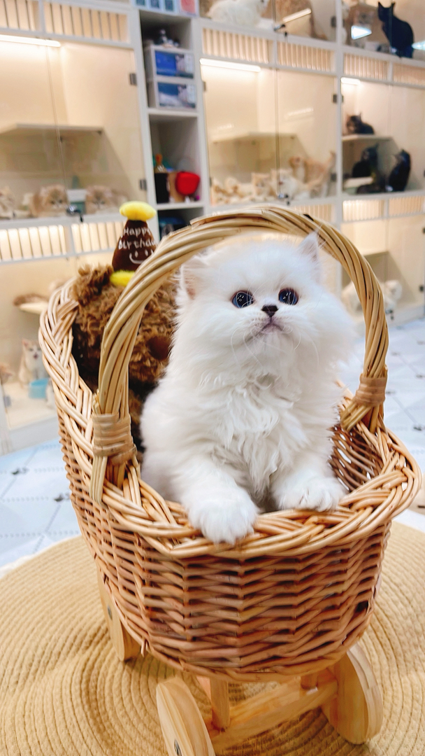 高地银点猫,雪白蓬松毛,湛蓝眼眸,乖巧灵动,温顺粘人,家庭陪伴佳选