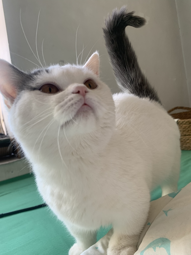 可爱英短猫咪，圆润大眼粉鼻，温柔乖巧超治愈