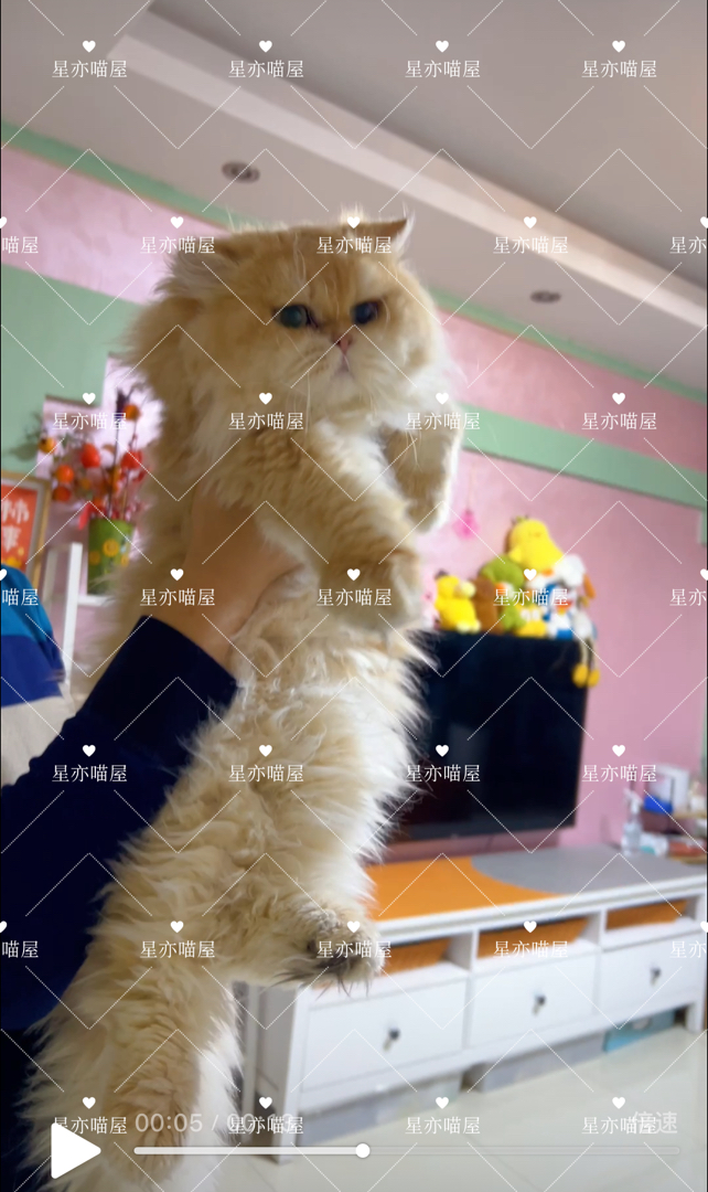 金渐层小奶猫找新家