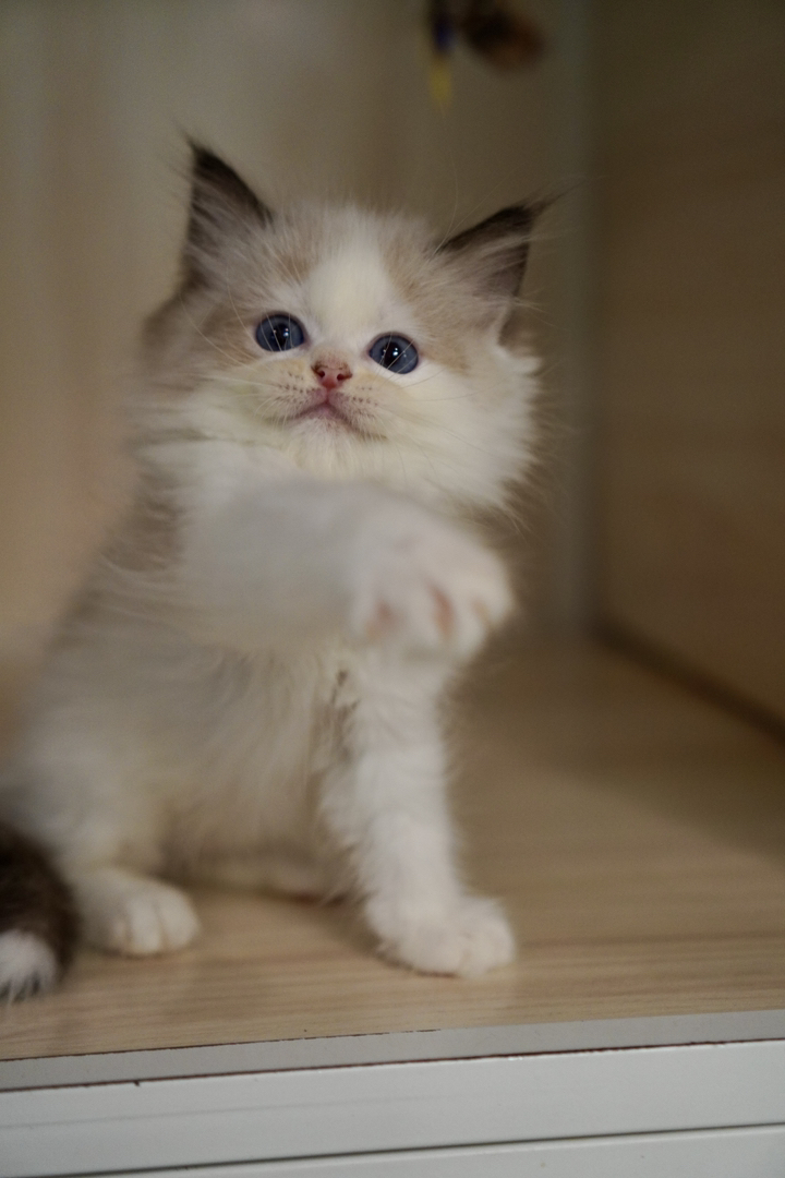 布偶猫幼崽，蓝眼白毛颜值高，温顺乖巧，绝佳陪伴