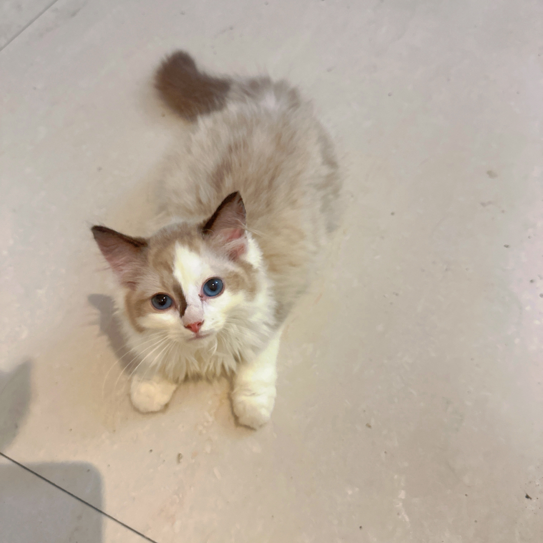 布偶猫