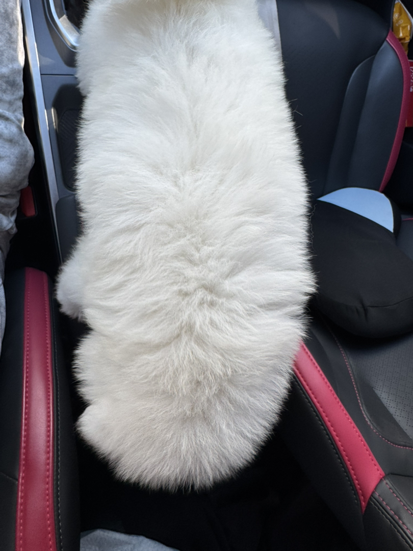 萨摩耶幼犬，毛白如雪，颜值超高，可爱萌宠首选