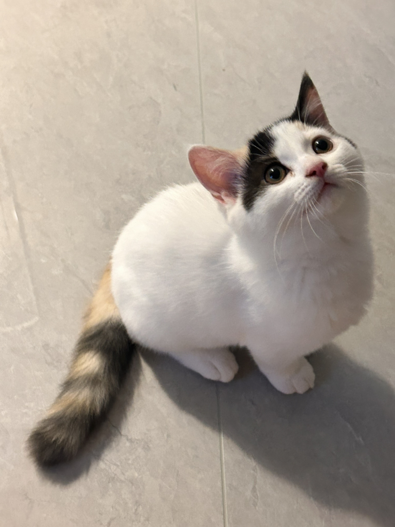 英短三花小猫三月龄～疫苗齐全标价全款