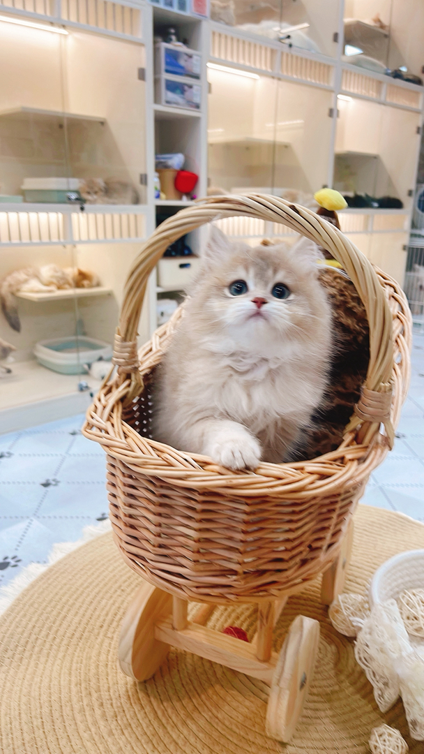长毛蓝金