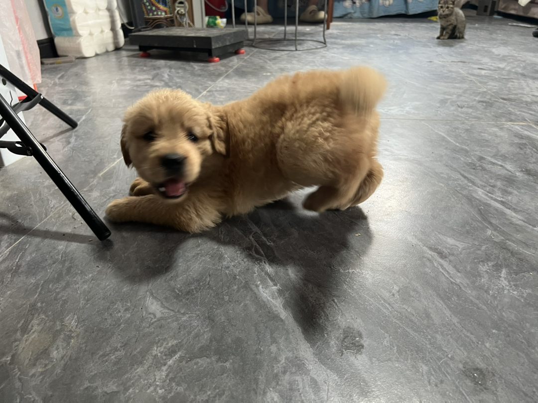 金毛幼犬，双血统，性格温和，聪明粘人