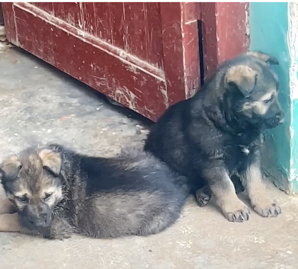 精品昆明犬，双脊背、大骨架、动力欲望强。
