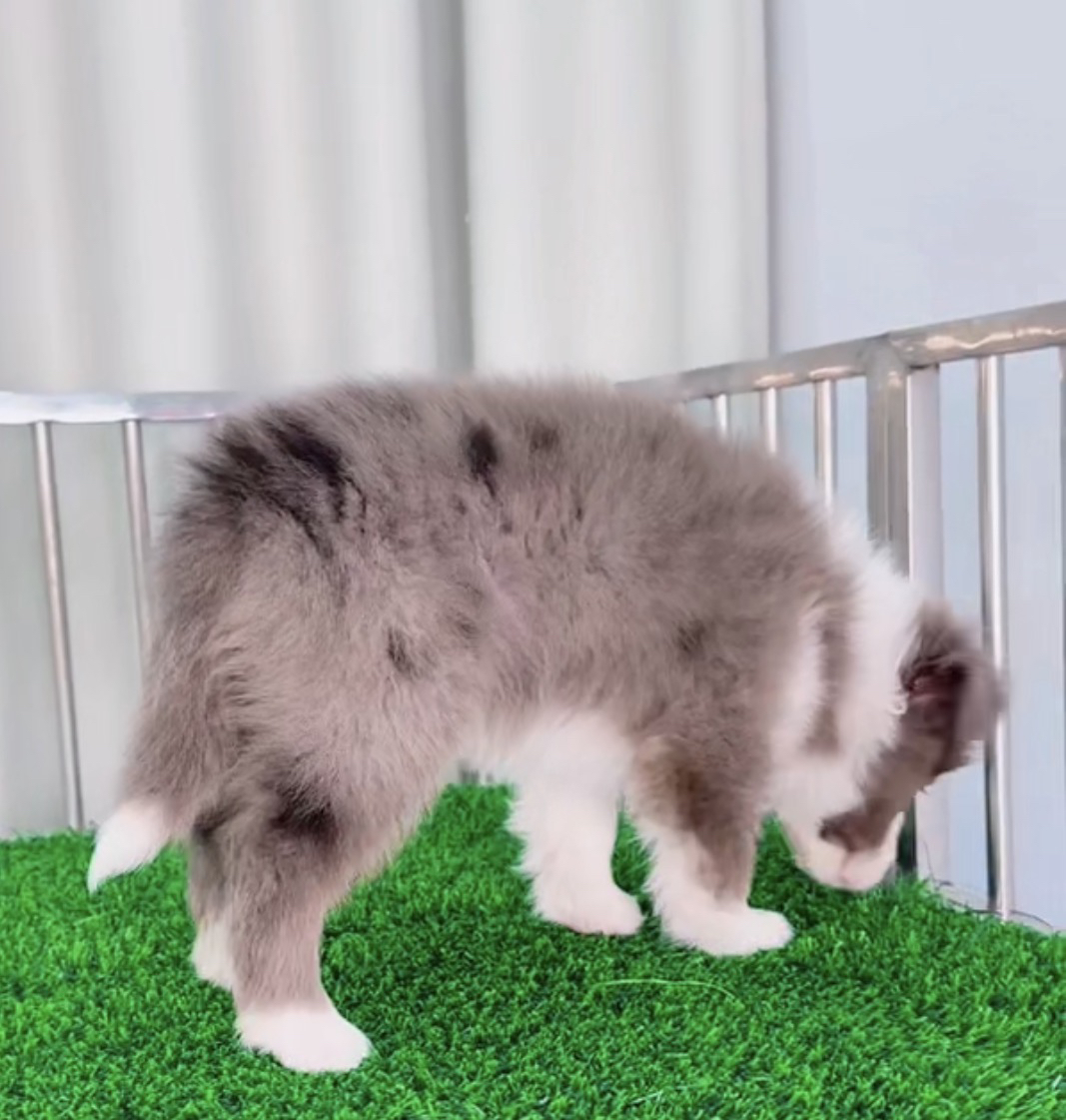 丁香陨石色边境牧羊犬