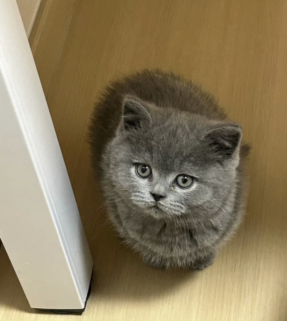 蓝猫已打疫苗驱虫保障终身售后。金渐层布偶银渐层金吉拉暹罗蓝猫银点暹罗猫