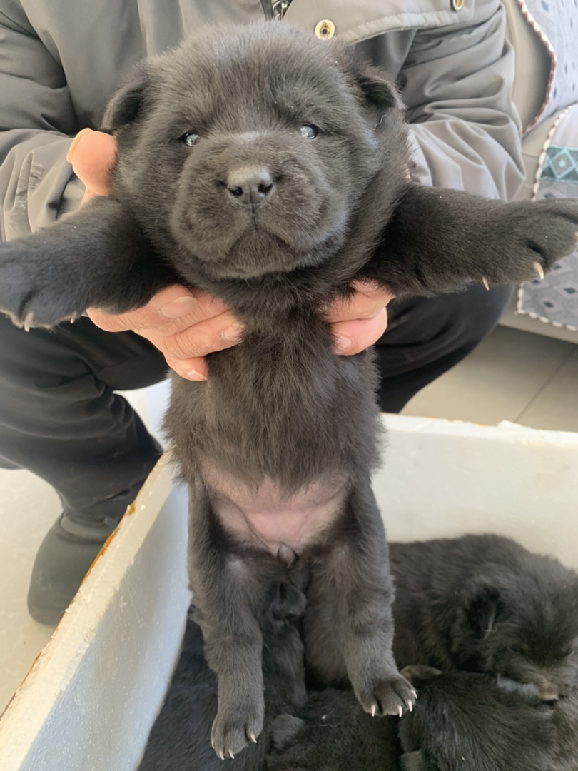 五黑犬、虎头猫耳、四肢粗壮、精品五黑、