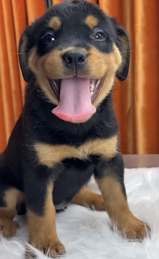 罗威纳幼犬，品相佳颜值高，忠诚可靠的守护伴侣犬