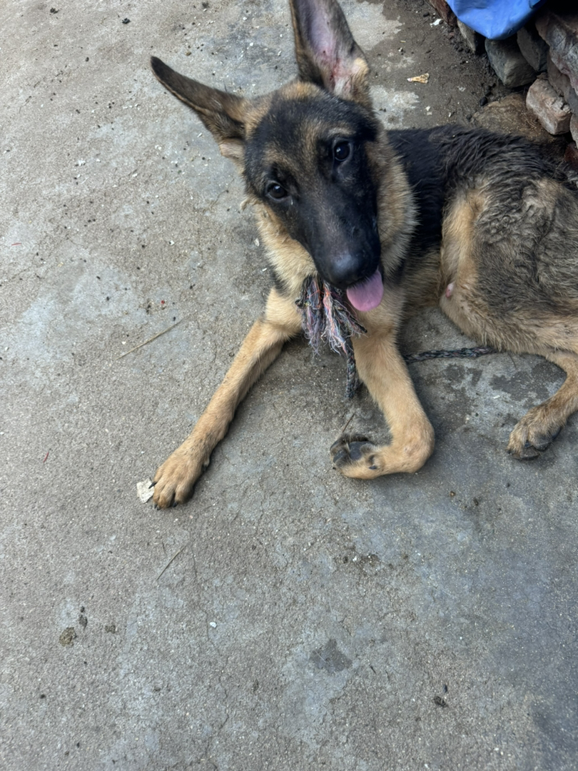 德国牧羊犬