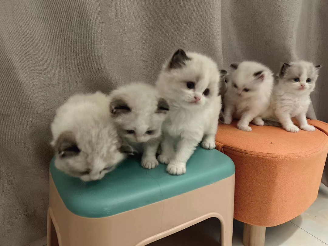 可爱布偶猫幼崽,颜值超高,性格温顺,理想的宠物伴侣