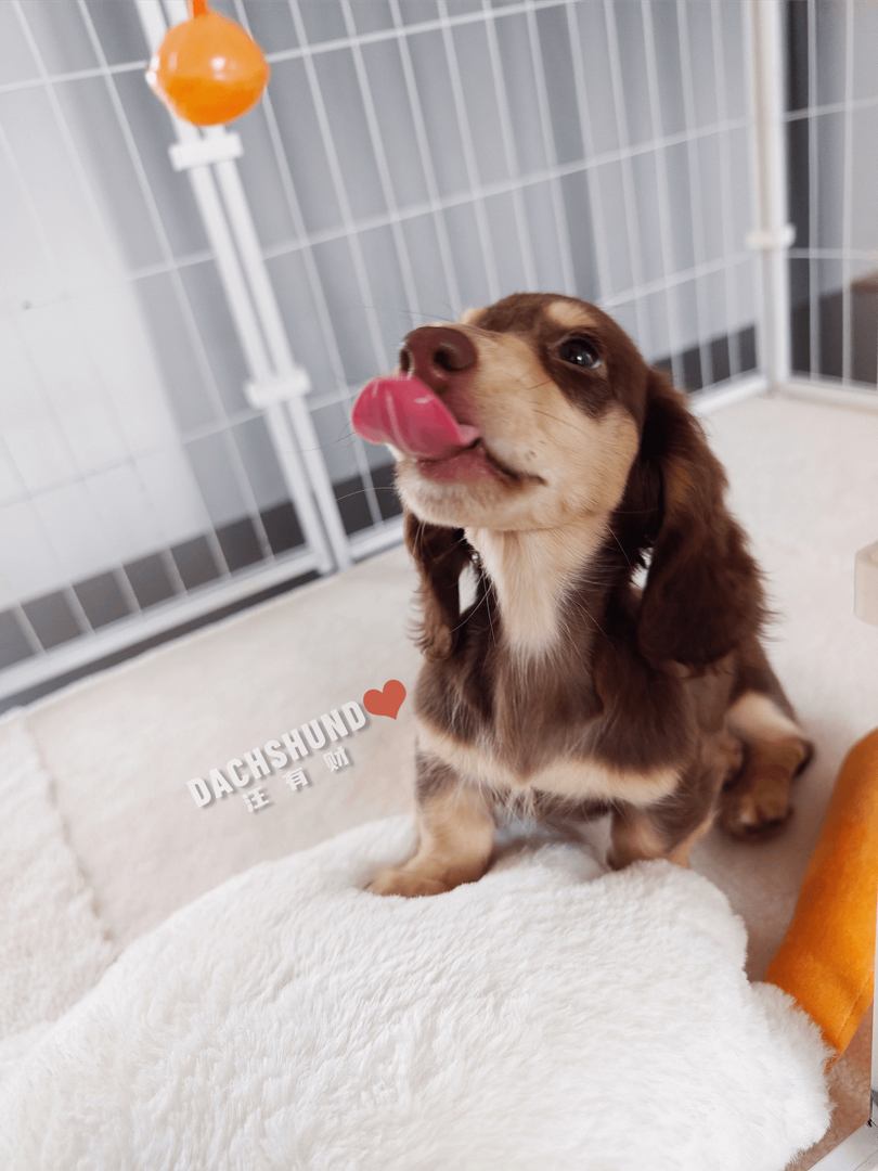 三个月巧奶弟弟。血统纯正，种公级别，骨量惊人堆堆袜