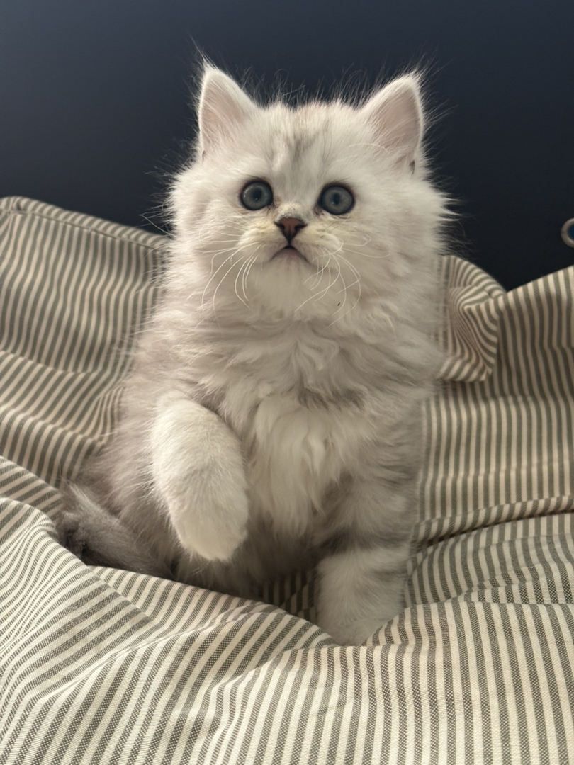 长毛银白弟弟两个月一阵苗