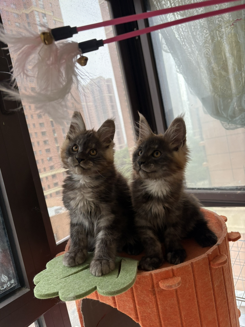 缅因猫幼崽，体型较大，毛发浓密，温柔又霸气的喵星人
