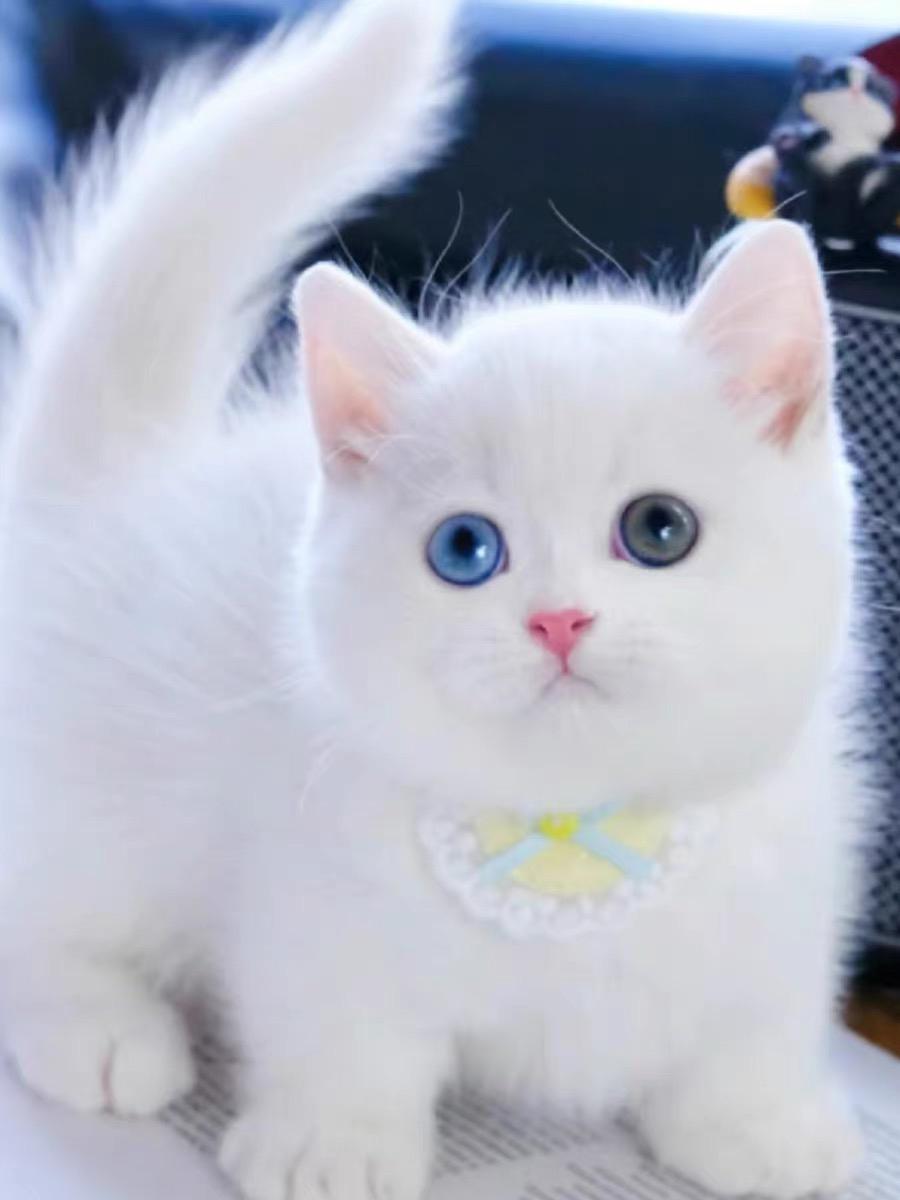 矮脚猫2888起步❤️平台推荐高端商家