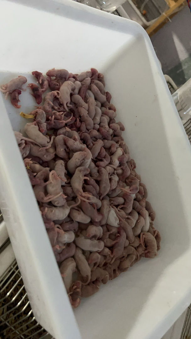 小白鼠