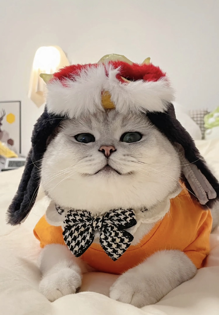 银渐层猫咪,萌态十足,时尚装扮尽显可爱优雅