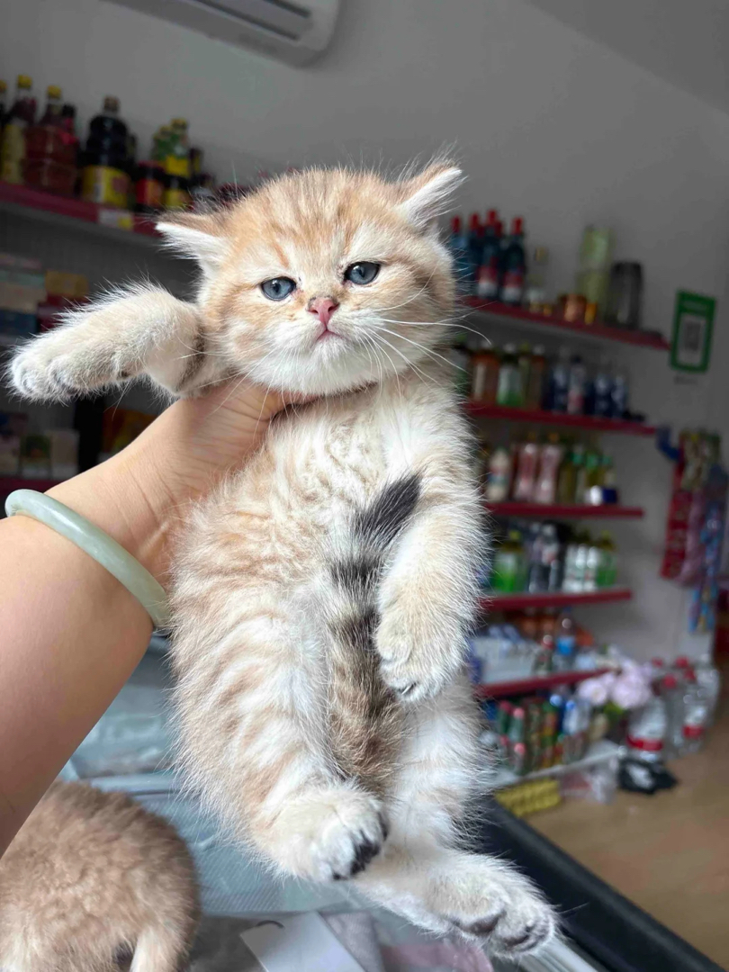 金渐层弟弟，金虎斑弟弟，包子脸