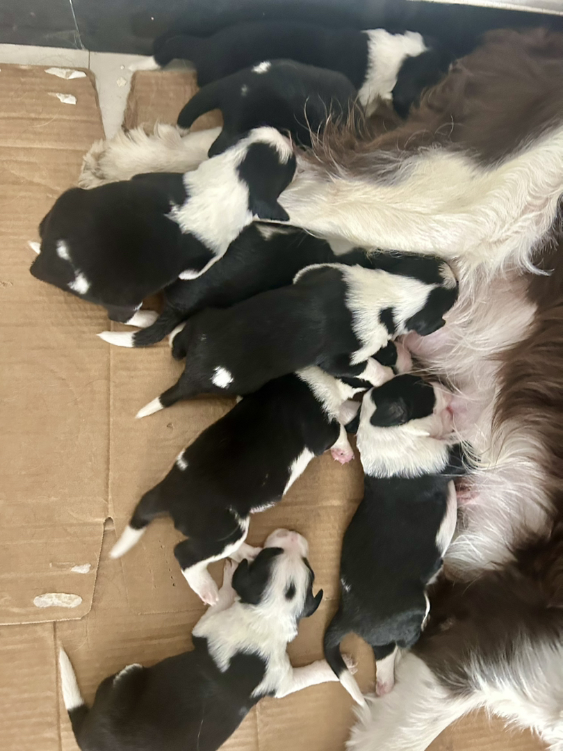 黑白萌犬边境牧羊犬，幼犬活泼可爱，聪明伶俐好养活