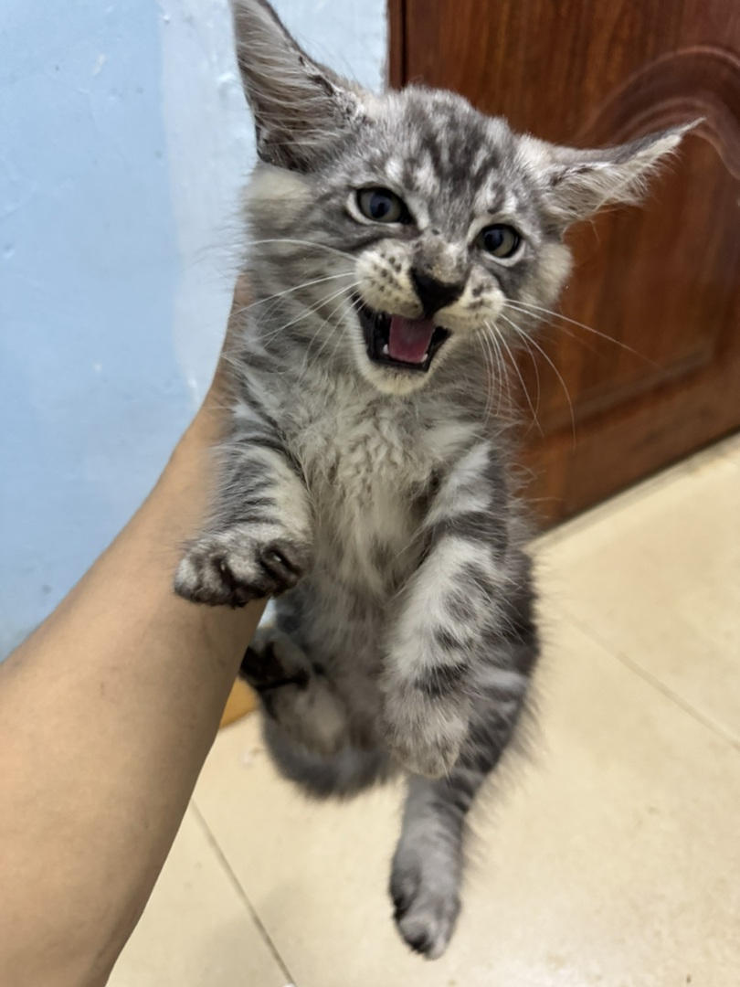 自家繁育的，猫爸爸和猫妈妈都在身边