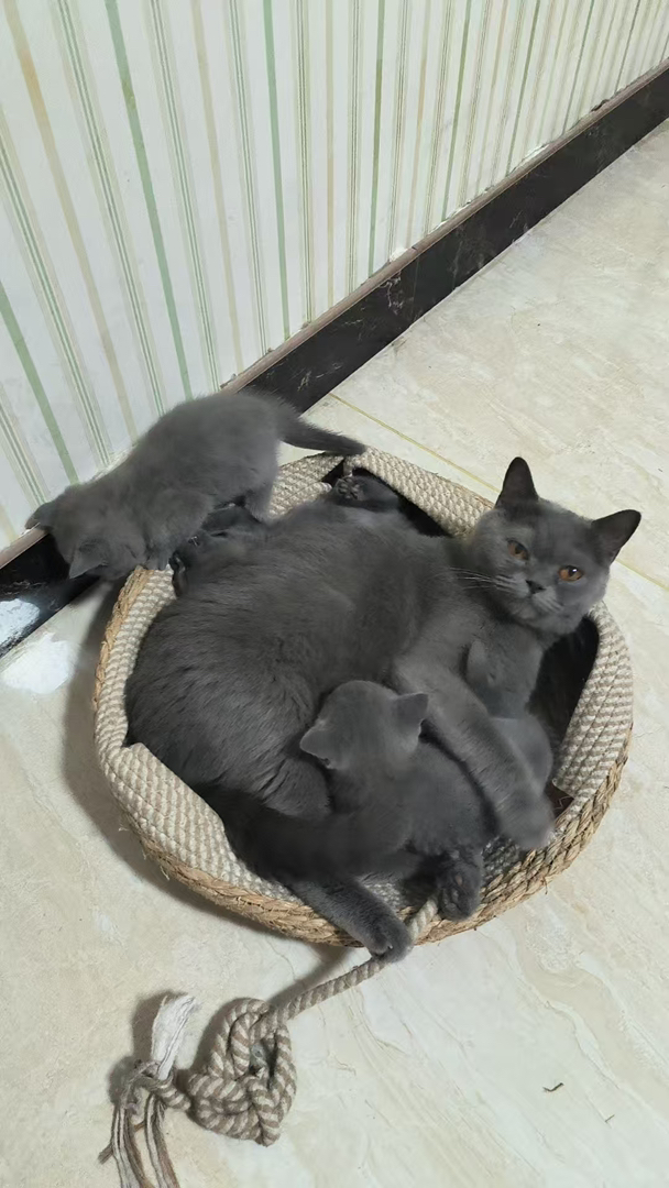 英国短毛猫，灰毛大眼超可爱，性格温柔好养的萌宠