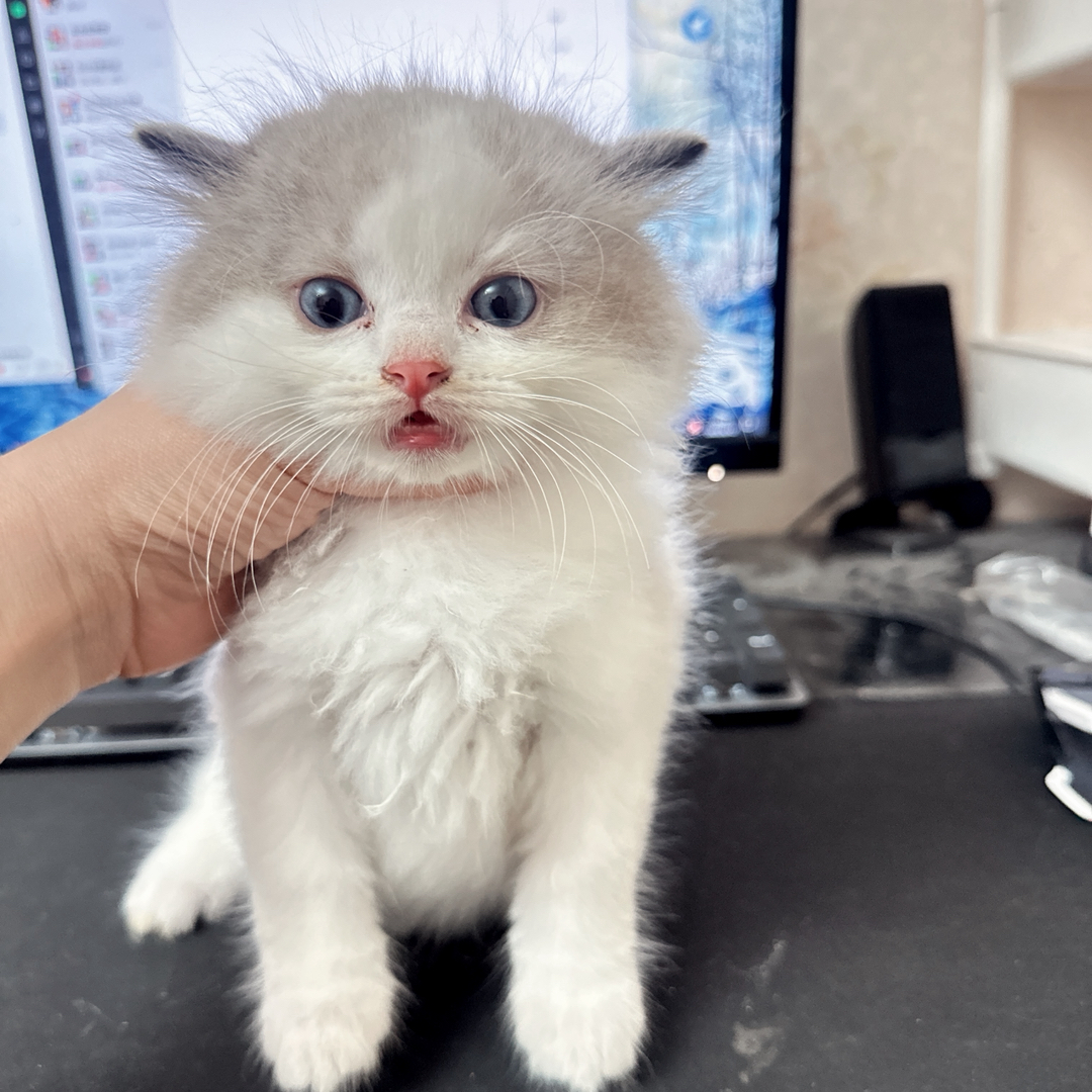 布偶猫
