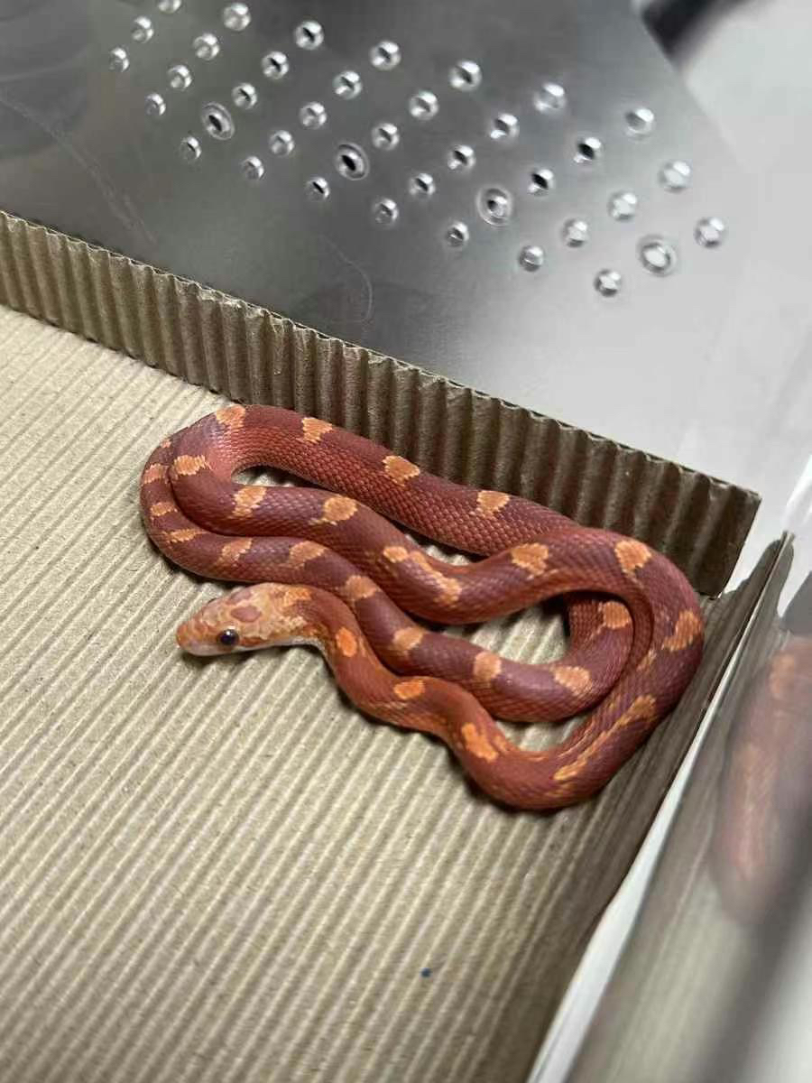 血红母 14克 包开食