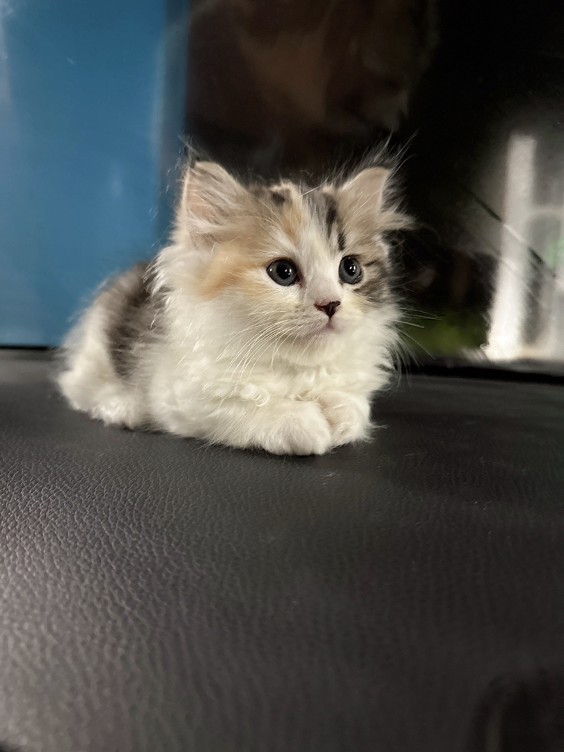 可爱三花猫，颜值爆表，独特毛色，萌化你的心