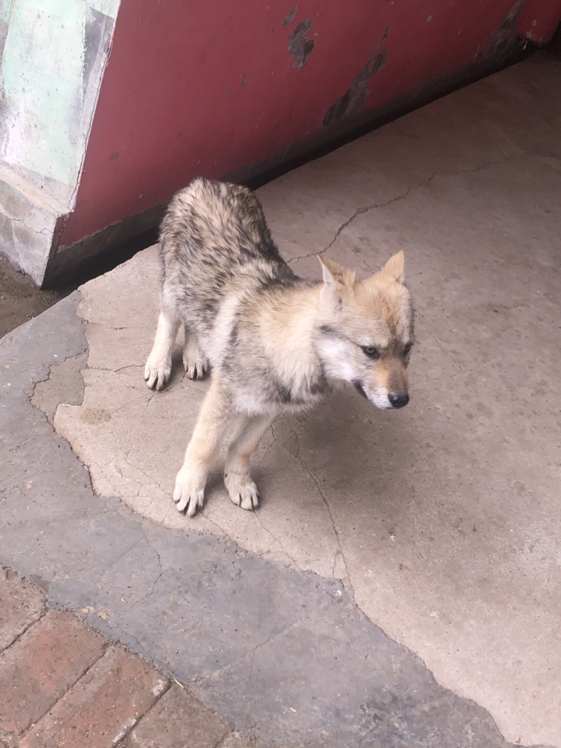 捷克狼犬找个新家！