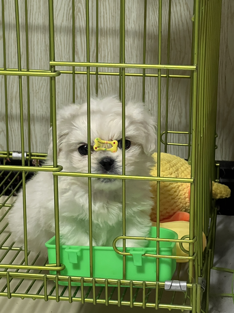 超级可爱的小马妹妹一只
