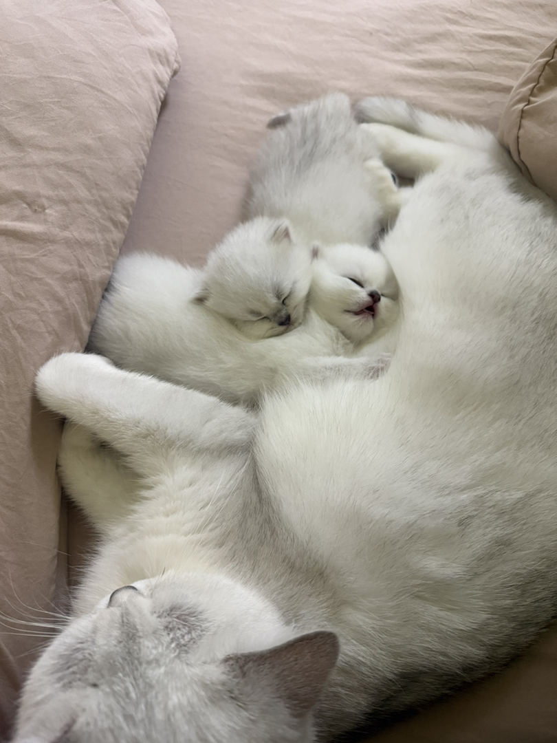 2只小母猫