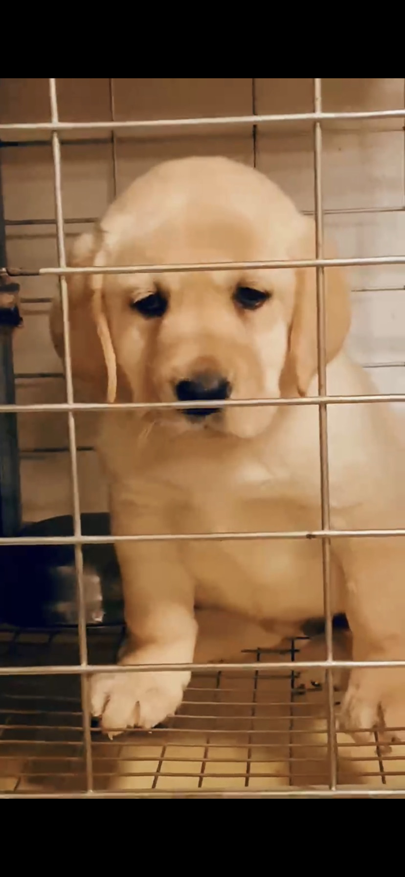 金毛幼犬，可爱活泼，性格温顺，适合家庭养殖