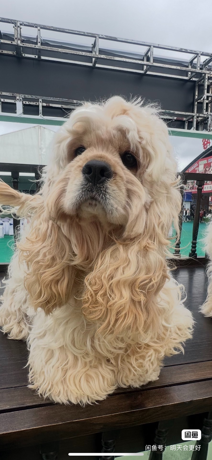 美卡自家繁育的新脸版美卡 迪士尼小狗