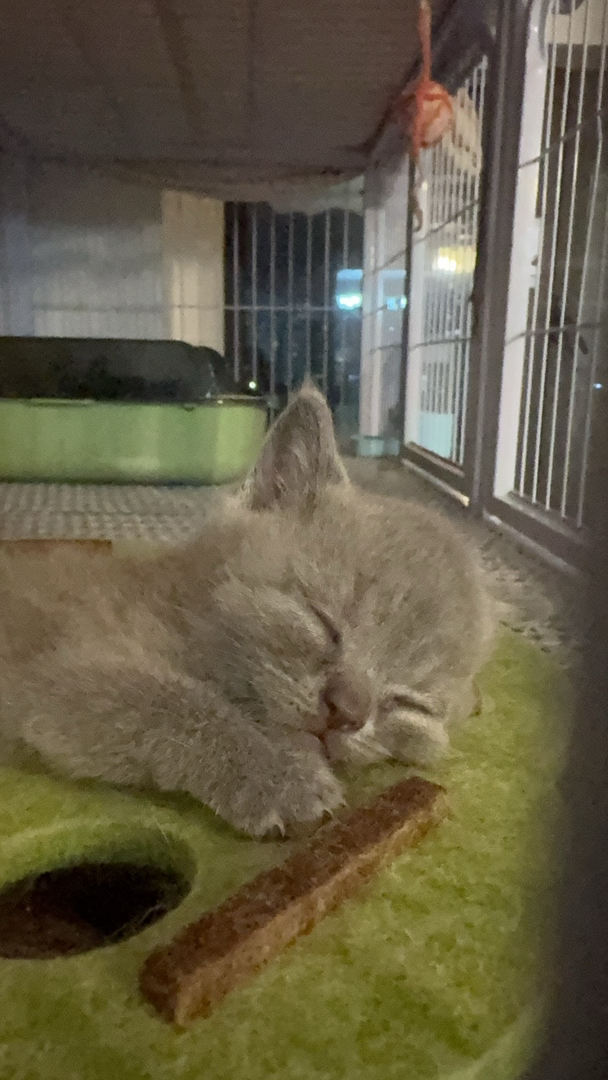 英国短毛猫幼崽，乖巧可爱，安静温顺，理想的宠物伴侣