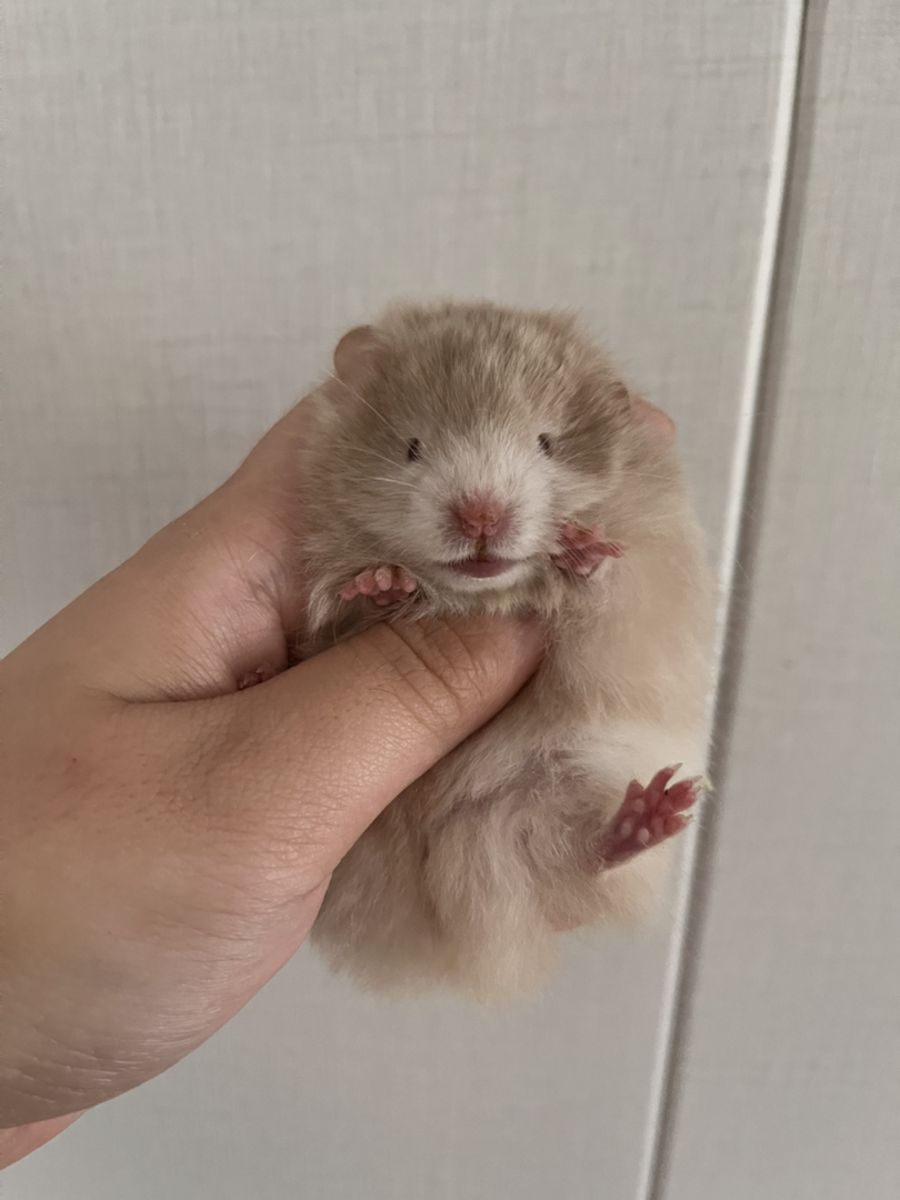 仓鼠