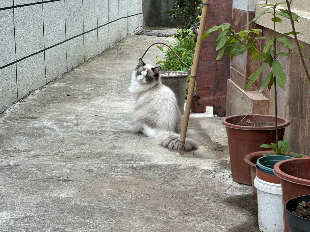 【特价】家养 物美价廉的布偶猫宝宝一只 同城可以自提或外地快递。