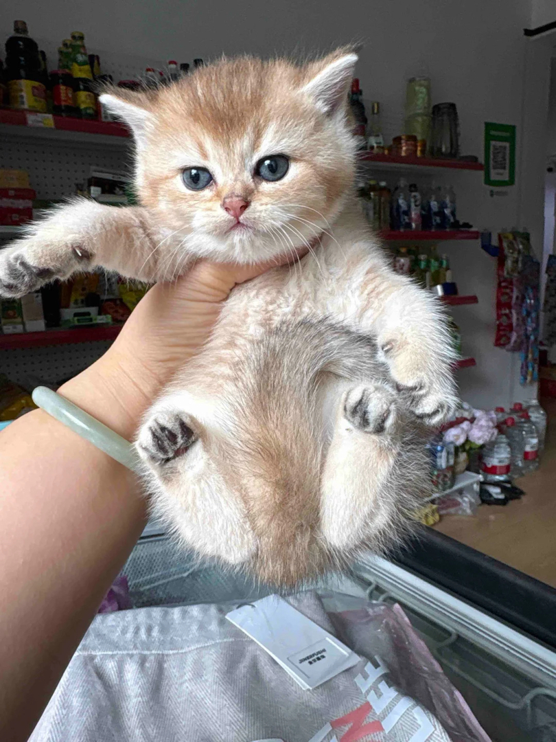 金渐层弟弟，金虎斑弟弟，包子脸