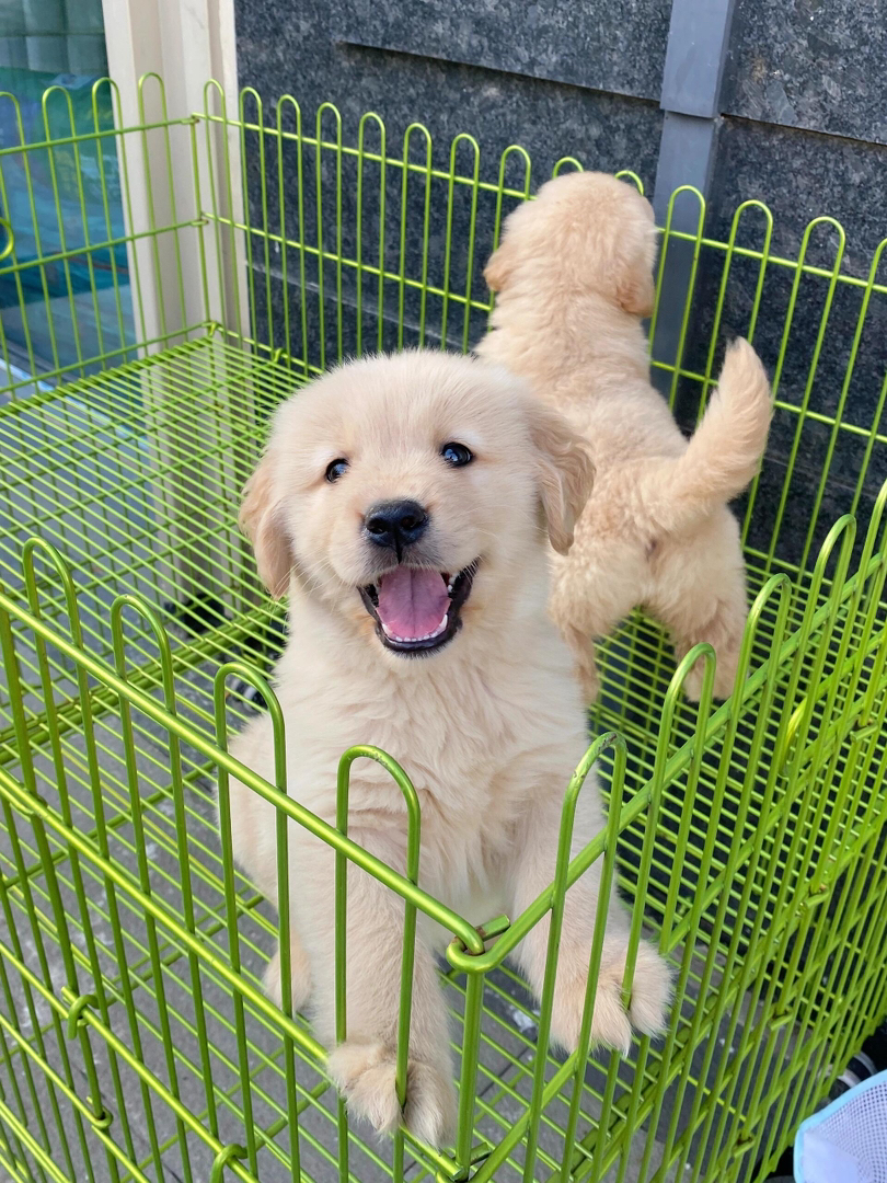金毛幼犬,可爱乖巧,毛发柔软,是理想的家庭伴侣