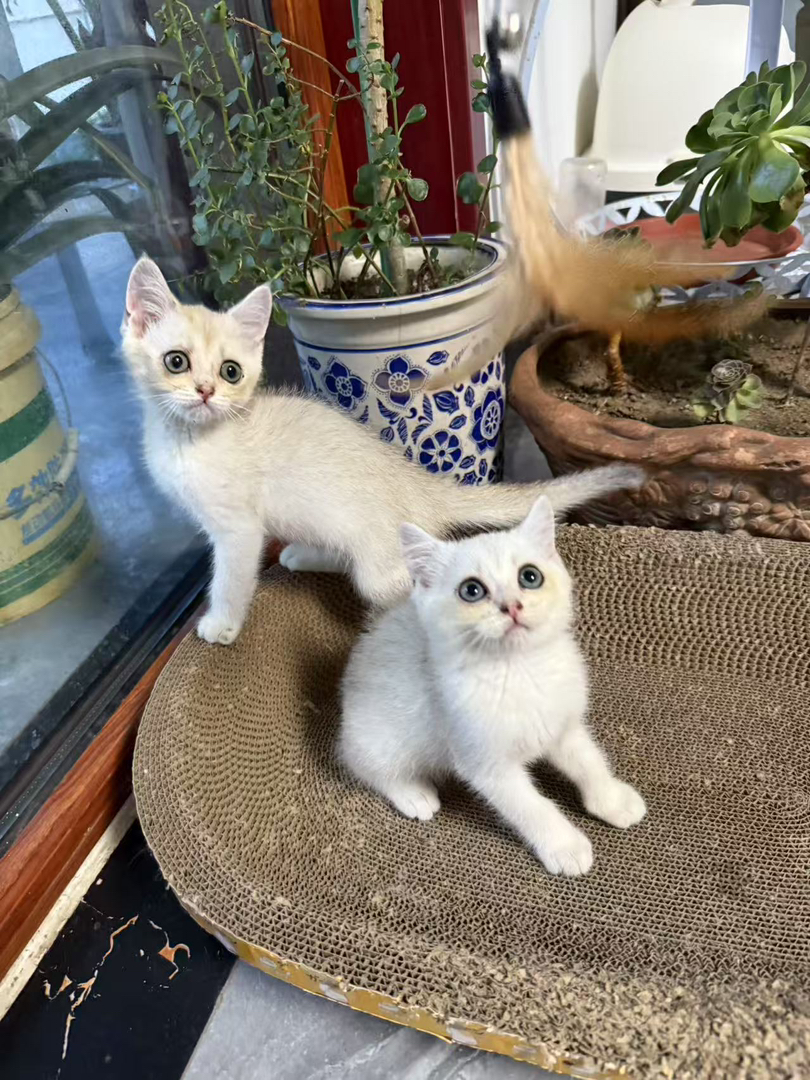 银渐层猫咪，颜值爆表，性格温顺，萌宠界的人气王