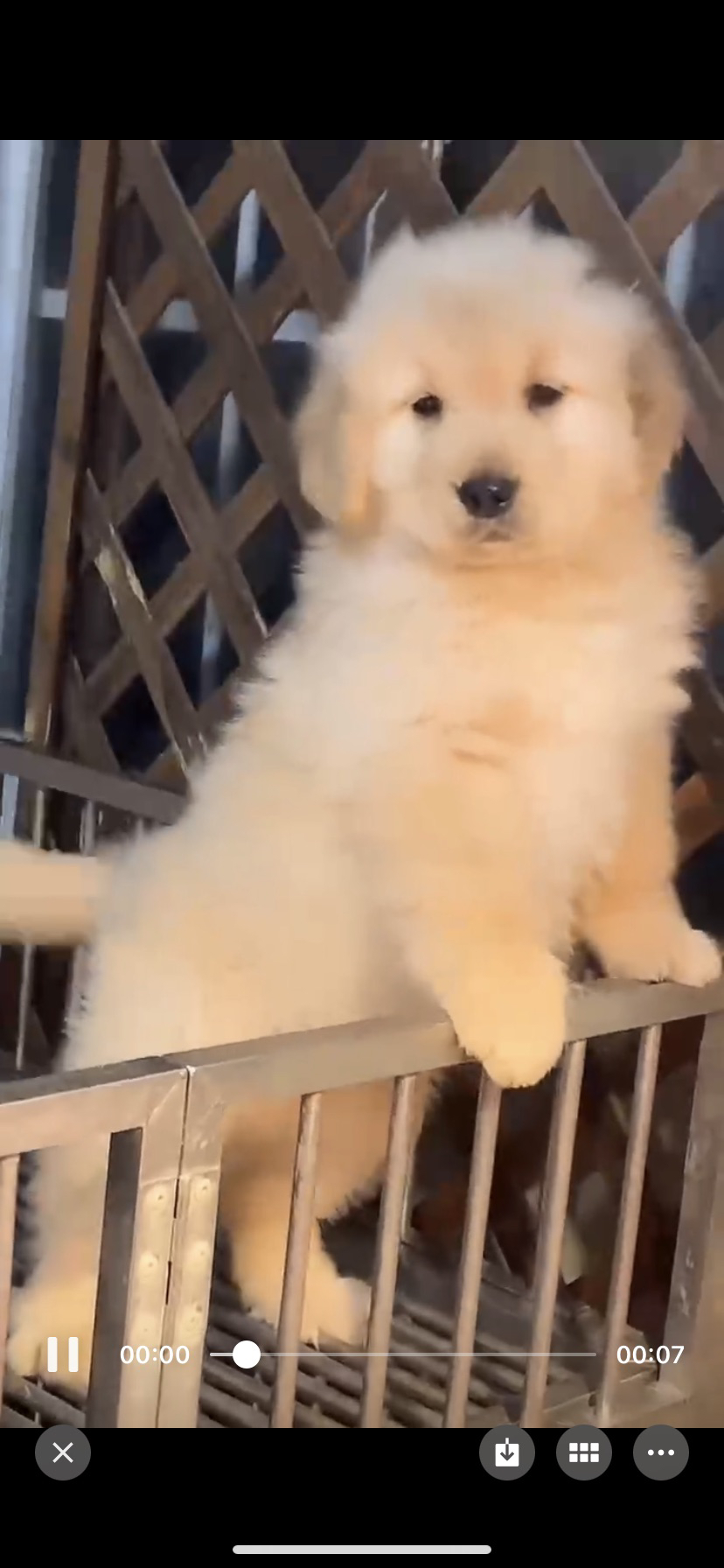 金毛幼犬，可爱活泼，性格温顺，适合家庭养殖