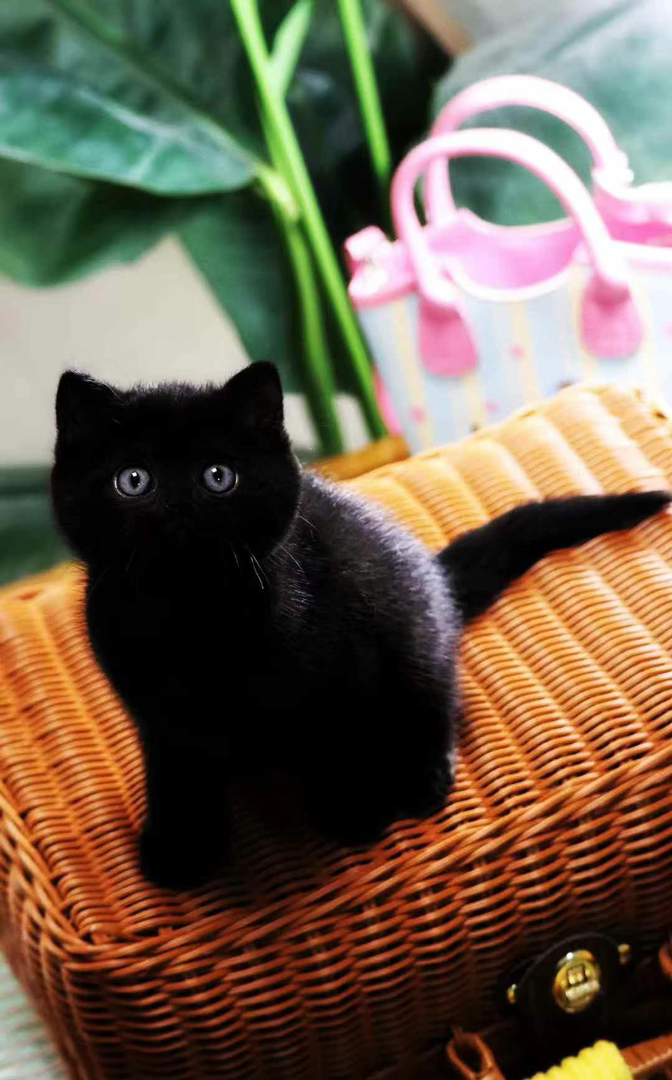 超级可爱小黑猫