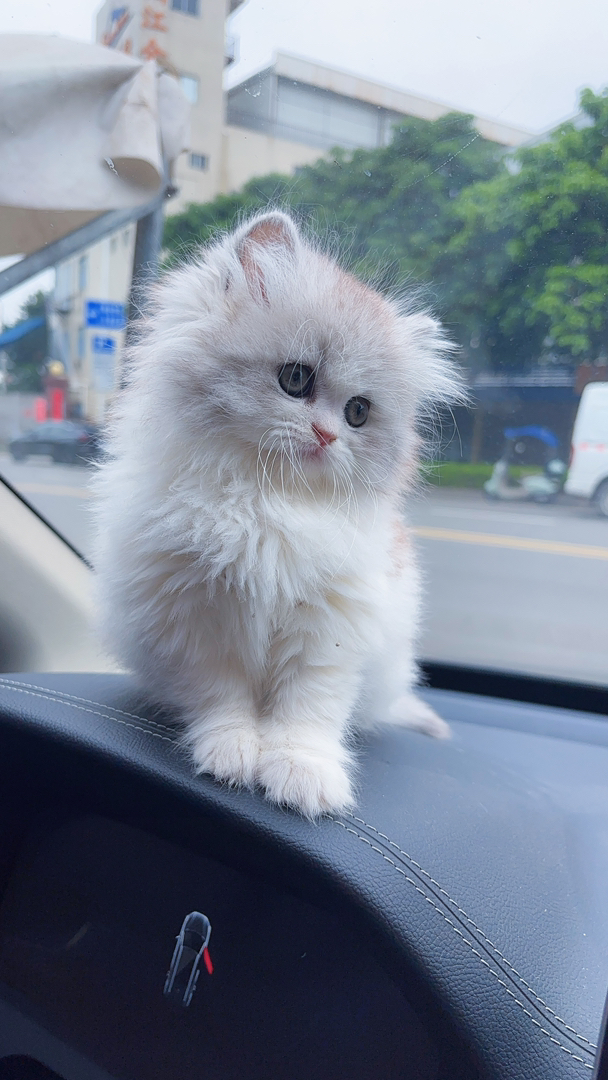 英国长毛猫