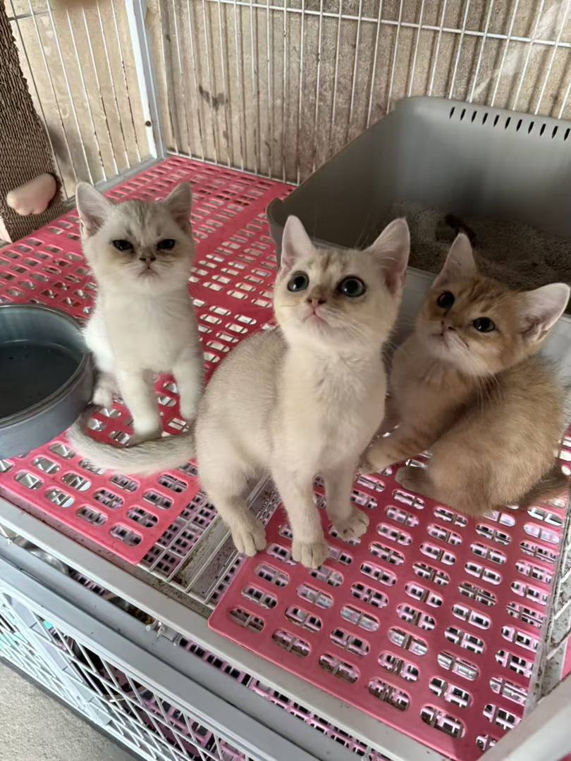 银渐层妹妹找新家