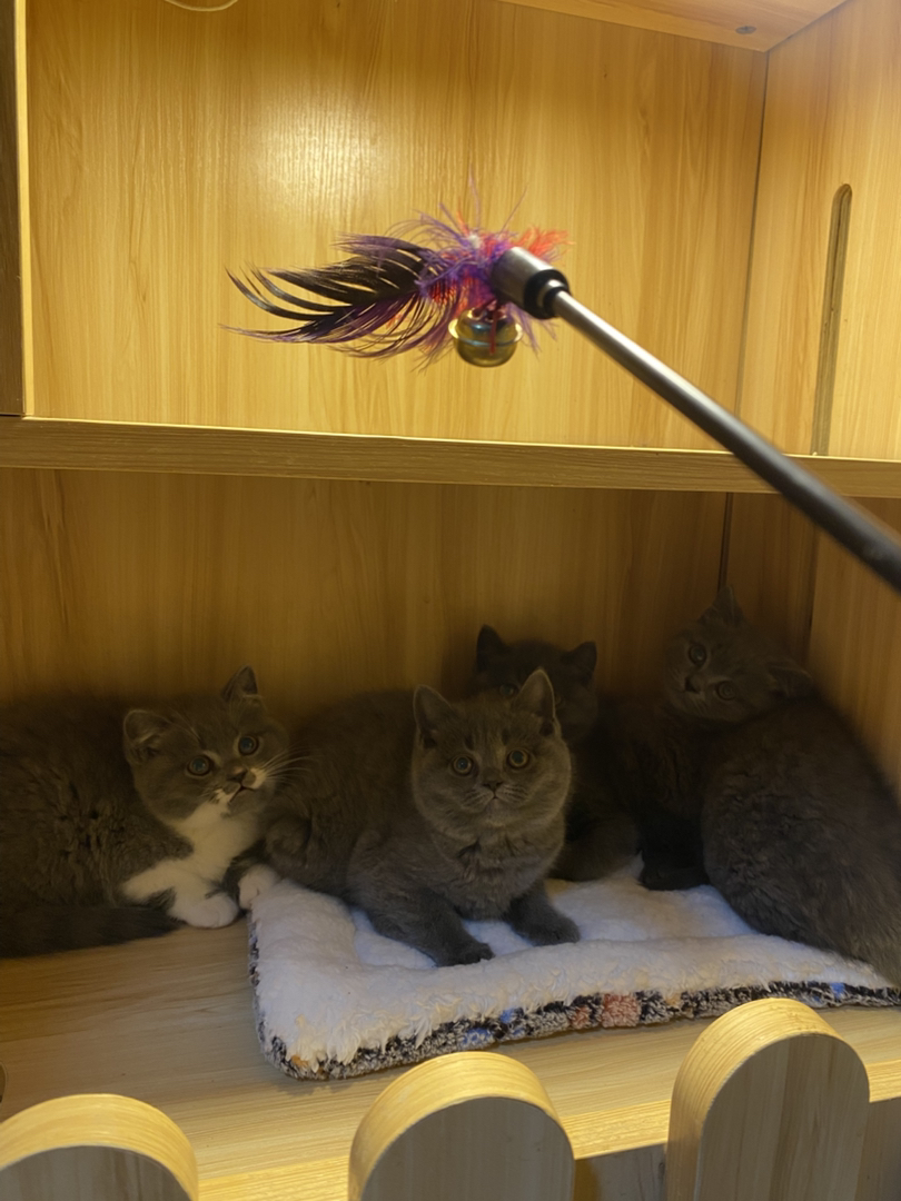 英短蓝猫，包超长售后