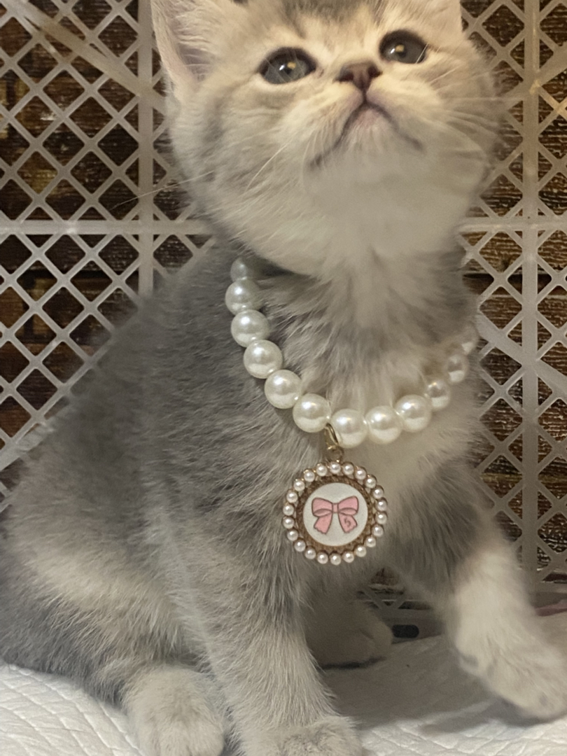 超肥蓝金妹妹～中秋夜出生～无病无藓～包一针疫苗内驱外驱过渡粮～