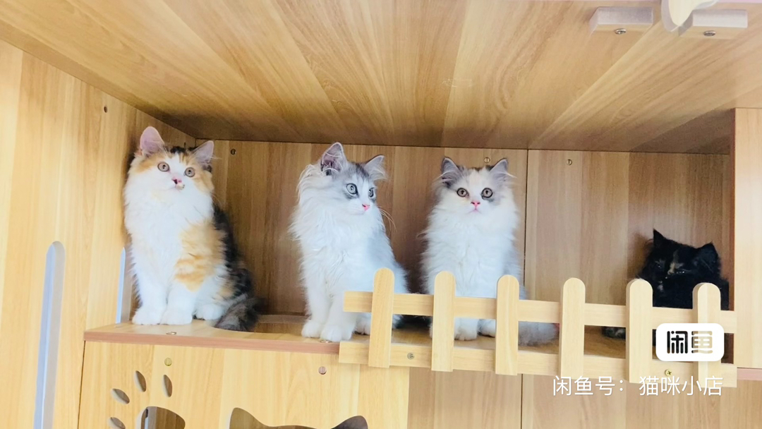 【1000带走】水墨色三花，极少难遇，颜值超高，性格温柔，爱撒娇